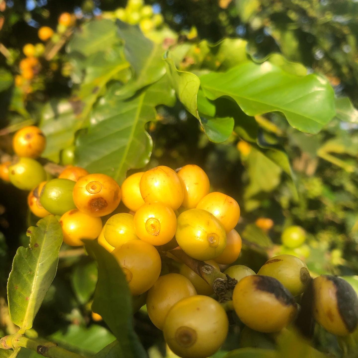 Cerejas de Bourbon Amarelo