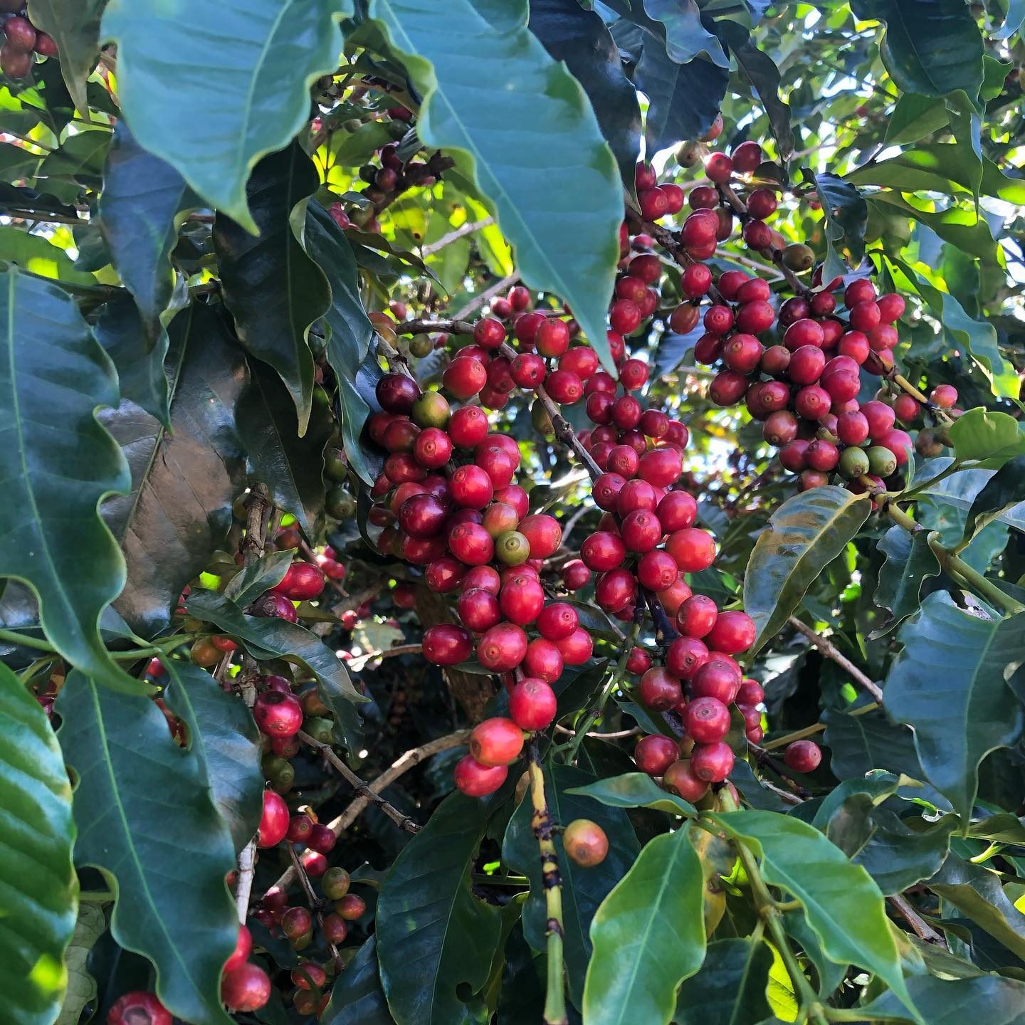 Cerejas maduras de Acaiá